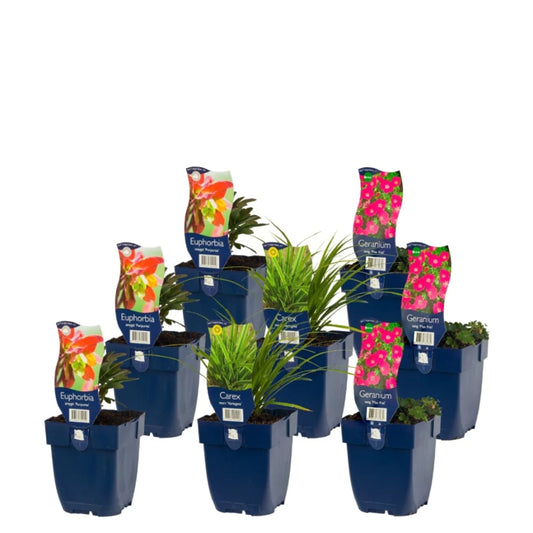 Staudenbeet-Paket 'Balcony Booster'