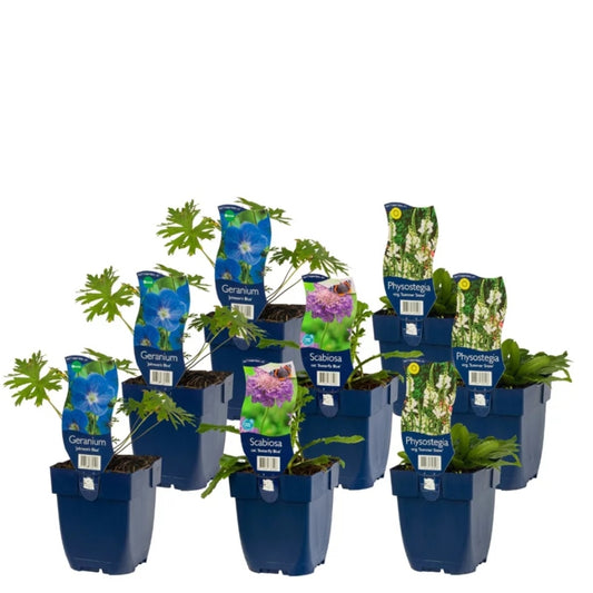 Staudenbeet-Paket 'Beautiful Cool'