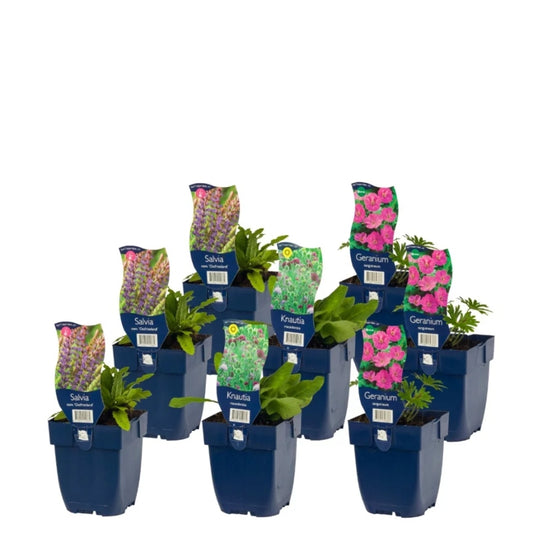 Staudenbeet-Paket 'Happy Bees'