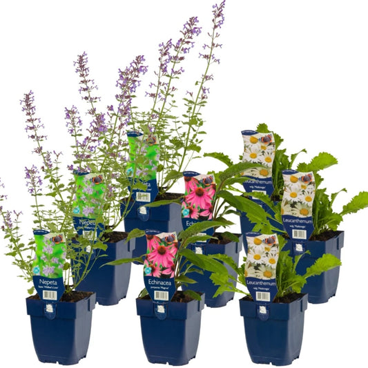 Staudenbeet-Paket 'Happy Butterflies'