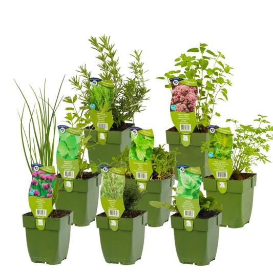 Staudenbeet-Paket 'Herb Garden'