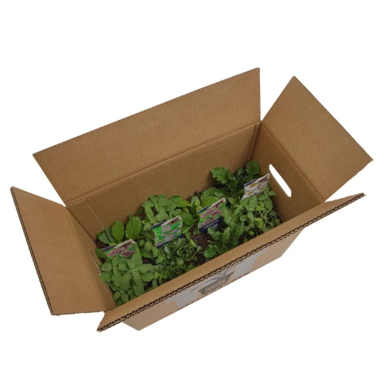 Staudenbeet-Paket 'Romantic Garden'