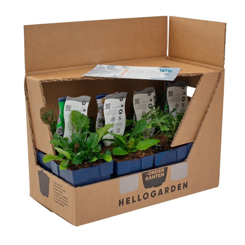 Staudenbeet-Paket 'Wild & Fire'