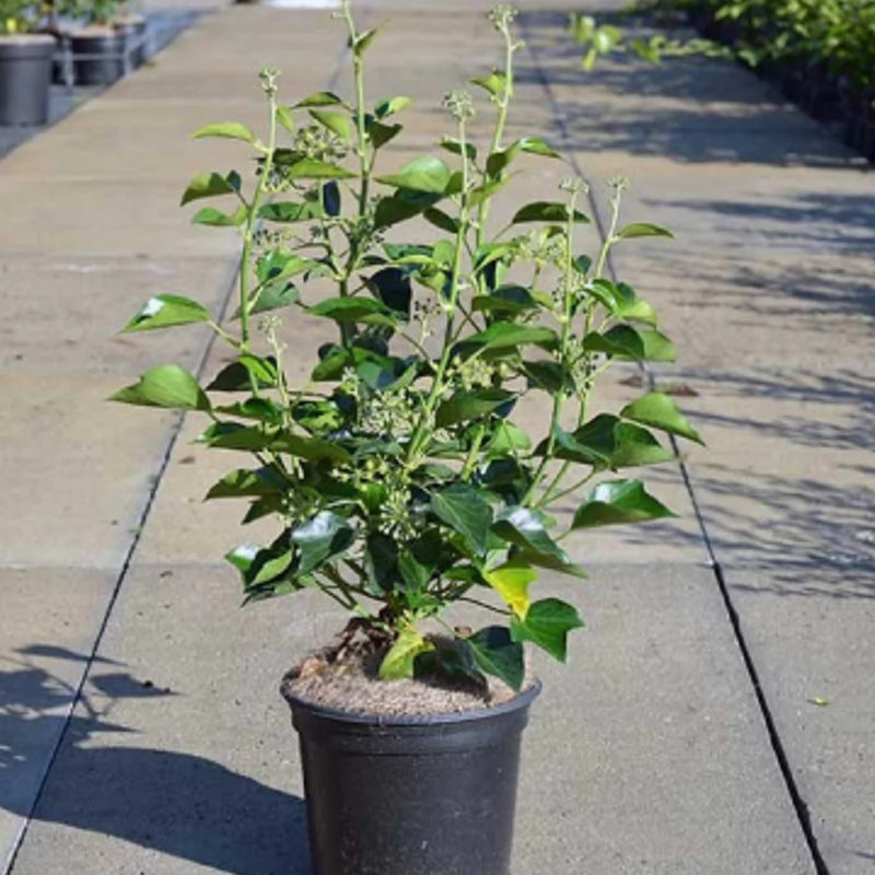 Strauch-Efeu kaufen | Hedera helix 'Arborescens'