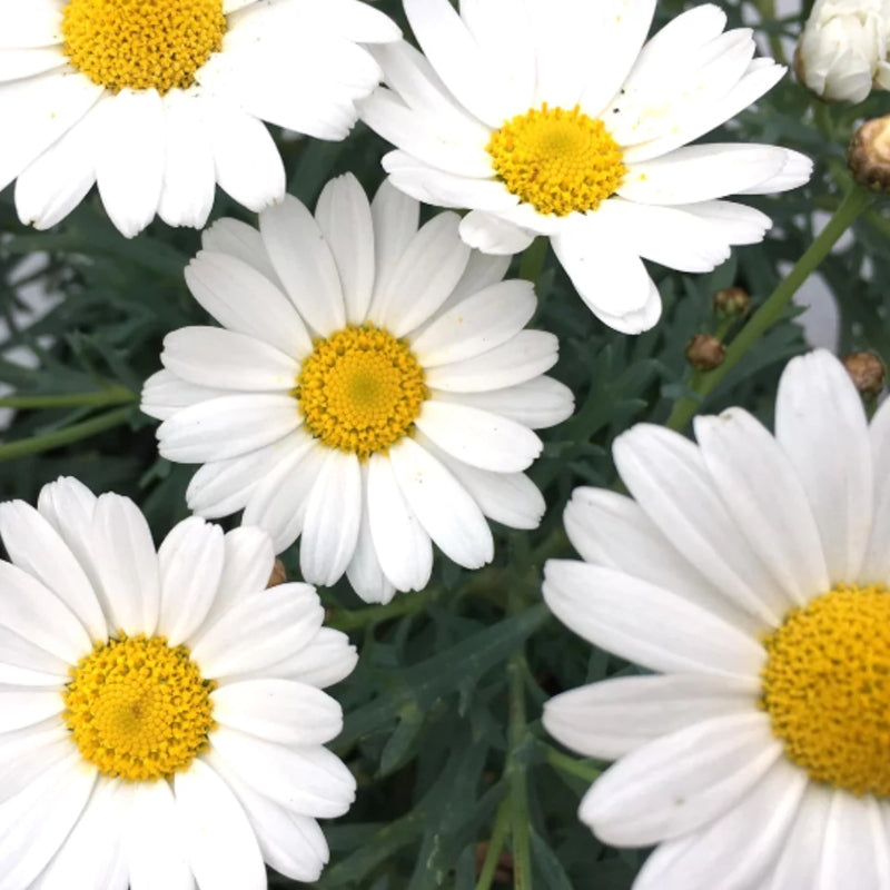Strauchmargerite weiß