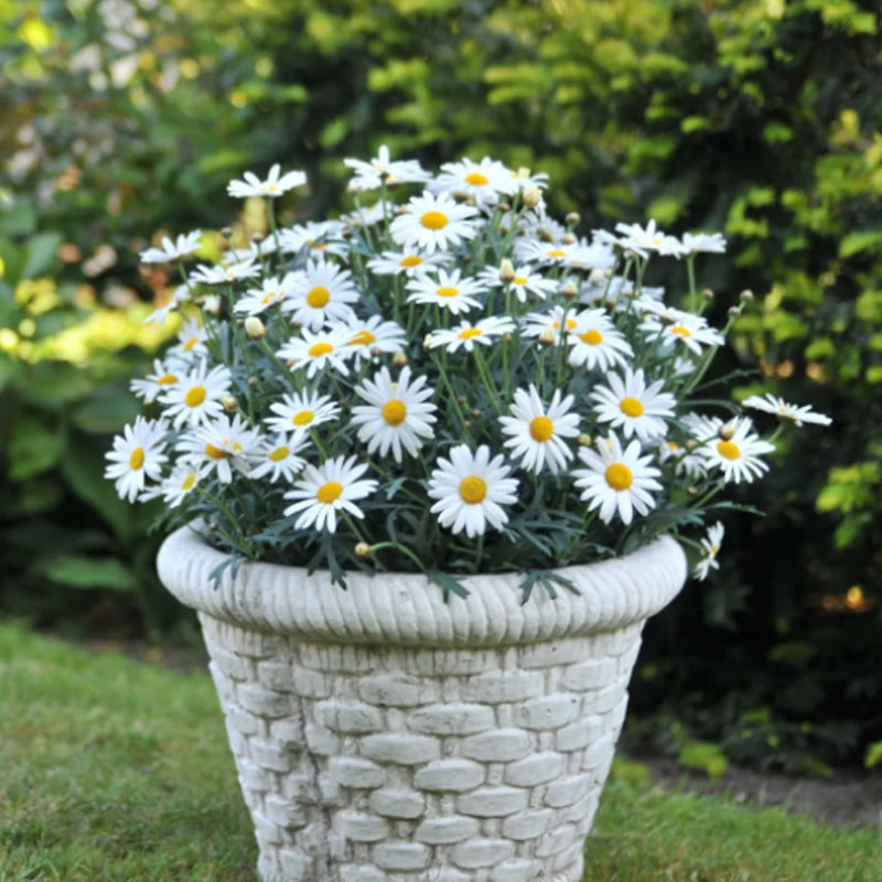 Strauchmargerite weiß