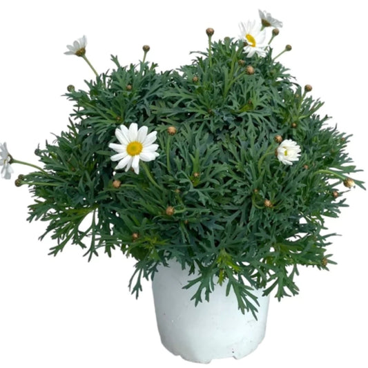 Strauchmargerite weiß