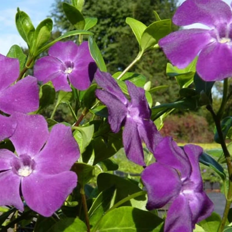 Kleines Immergrün lila kaufen | Vinca minor atropurpurea