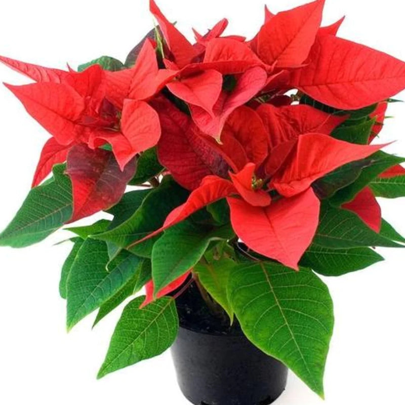 Weihnachtsstern kaufen