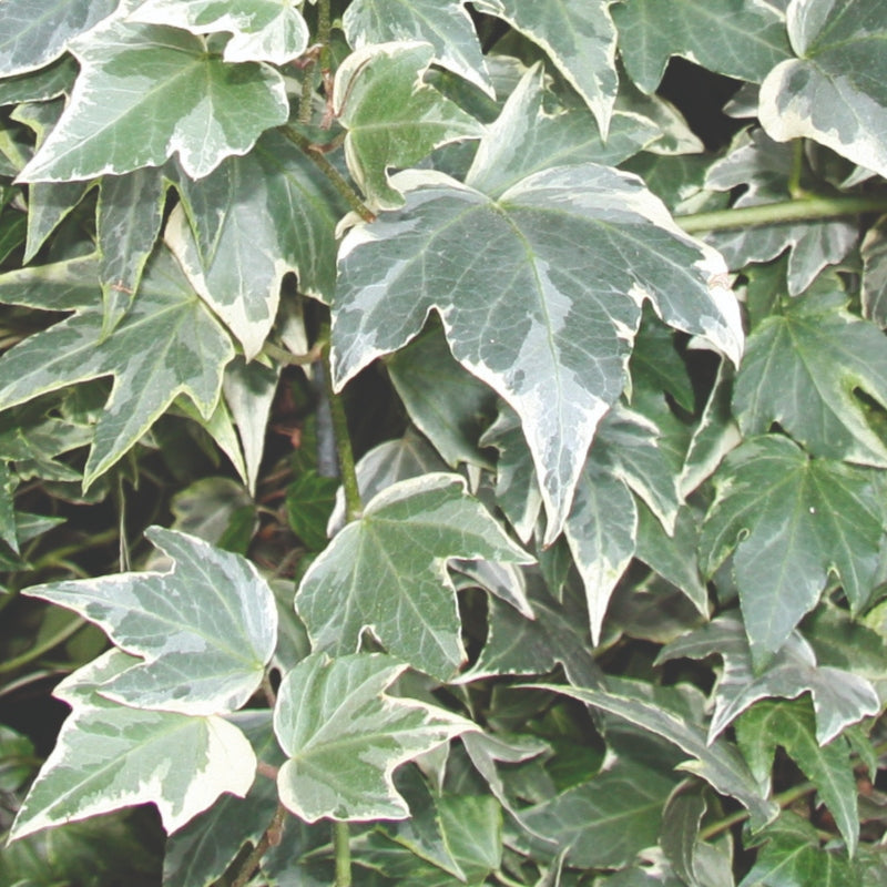 Weißbunter Efeu 'White Ripple' (Fertighecke)