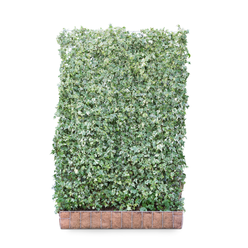 weißbunter efeu Weißbunter Efeu 'White Ripple' (Fertighecke) kaufen | Hedera helix 'White Ripple'
