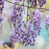 Schnell wachsende Kletterpflanzen