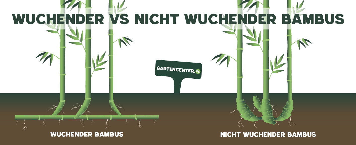 Wuchender vs nicht wuchender Bambus