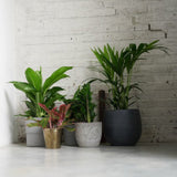 Zimmerpflanzen für Halbschatten