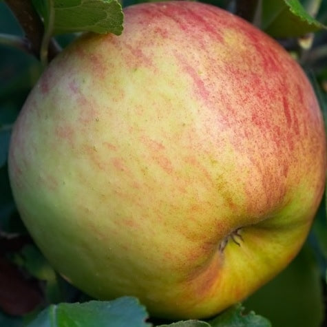 Apfelbaum 'Elstar' Hochstamm (selbstbefruchtend)