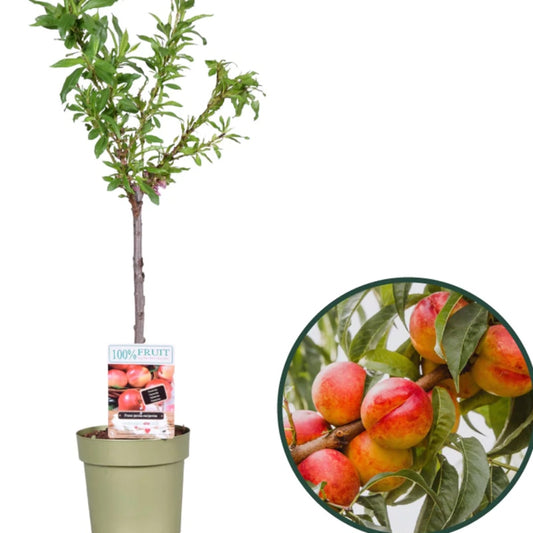 Zwerg-Nektarine (selbstbefruchtend)