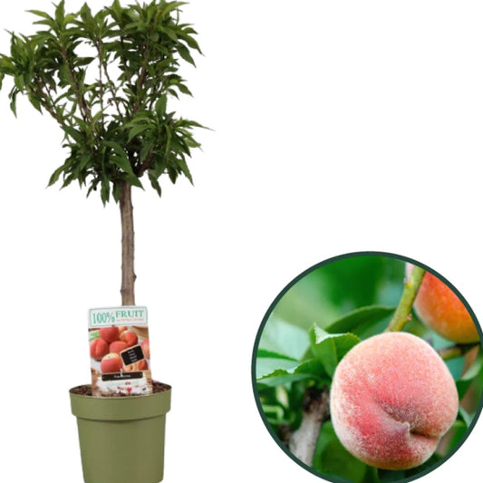 Zwerg-Pfirsich (selbstbefruchtend)