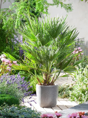 Zwergpalme 'Vulcano'