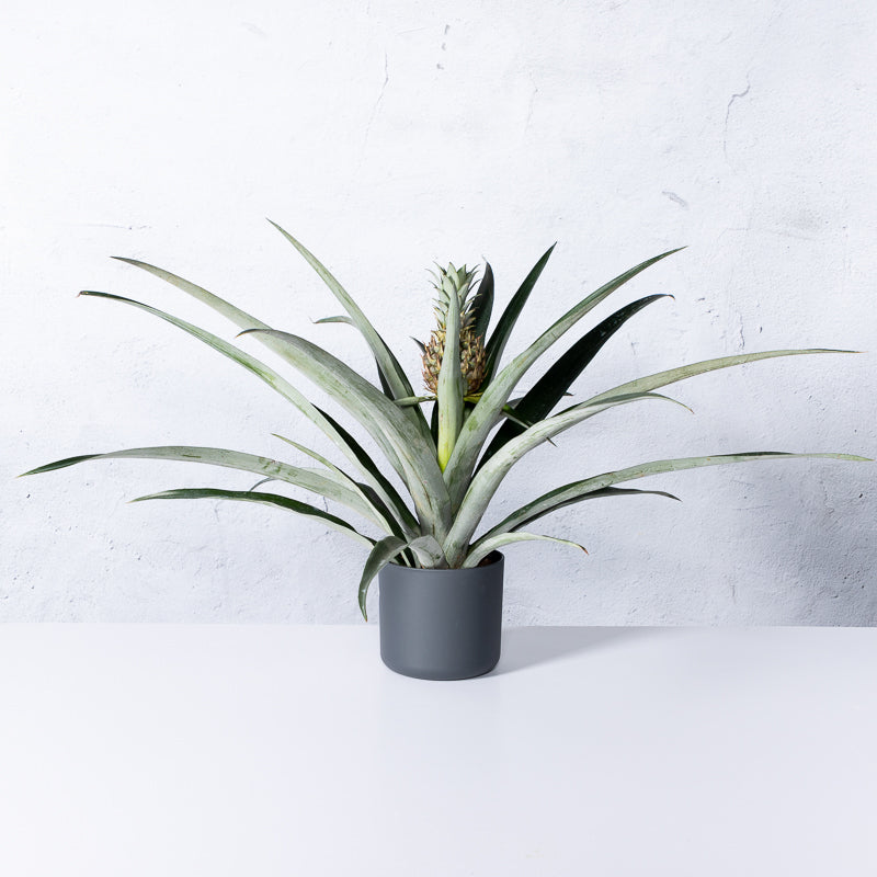 Ananaspflanze kaufen | Bromelia