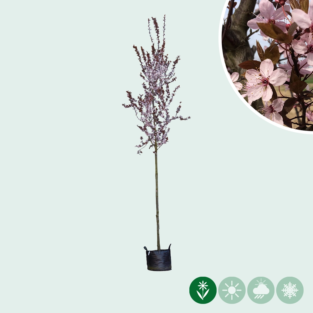 Blutpflaume kaufen | Prunus cerasifera 'Nigra'