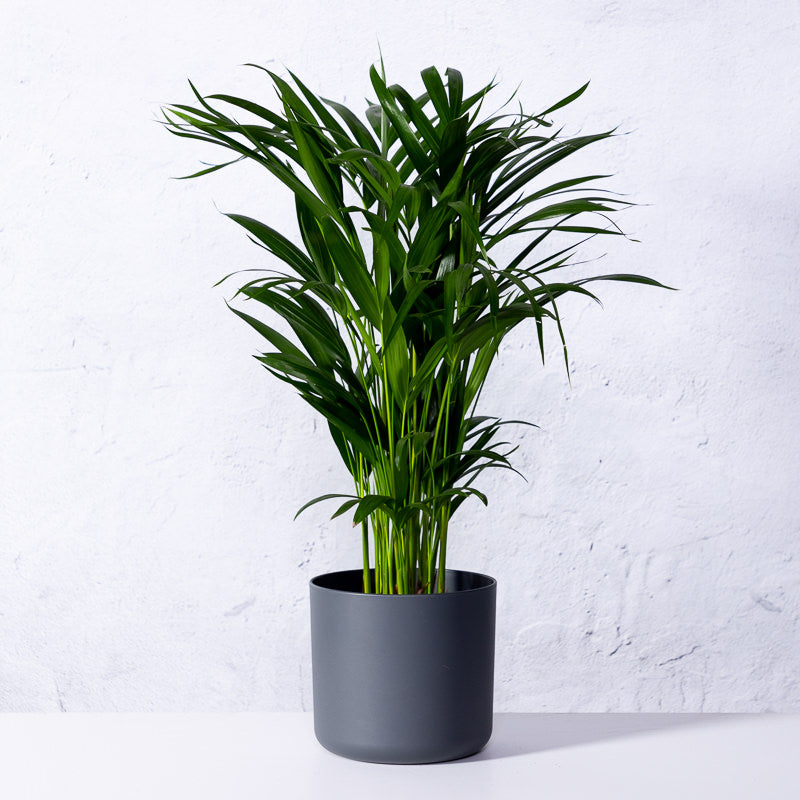 Goldfruchtpalme kaufen | Areca lutescens