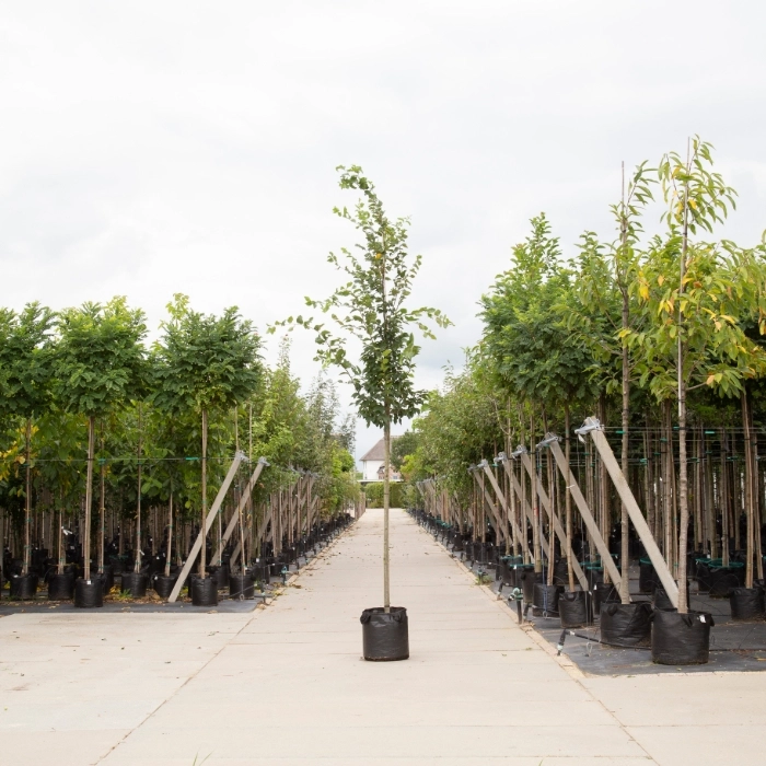 Hainbuche Baum kaufen Carpinus betulus Gartencenter.de