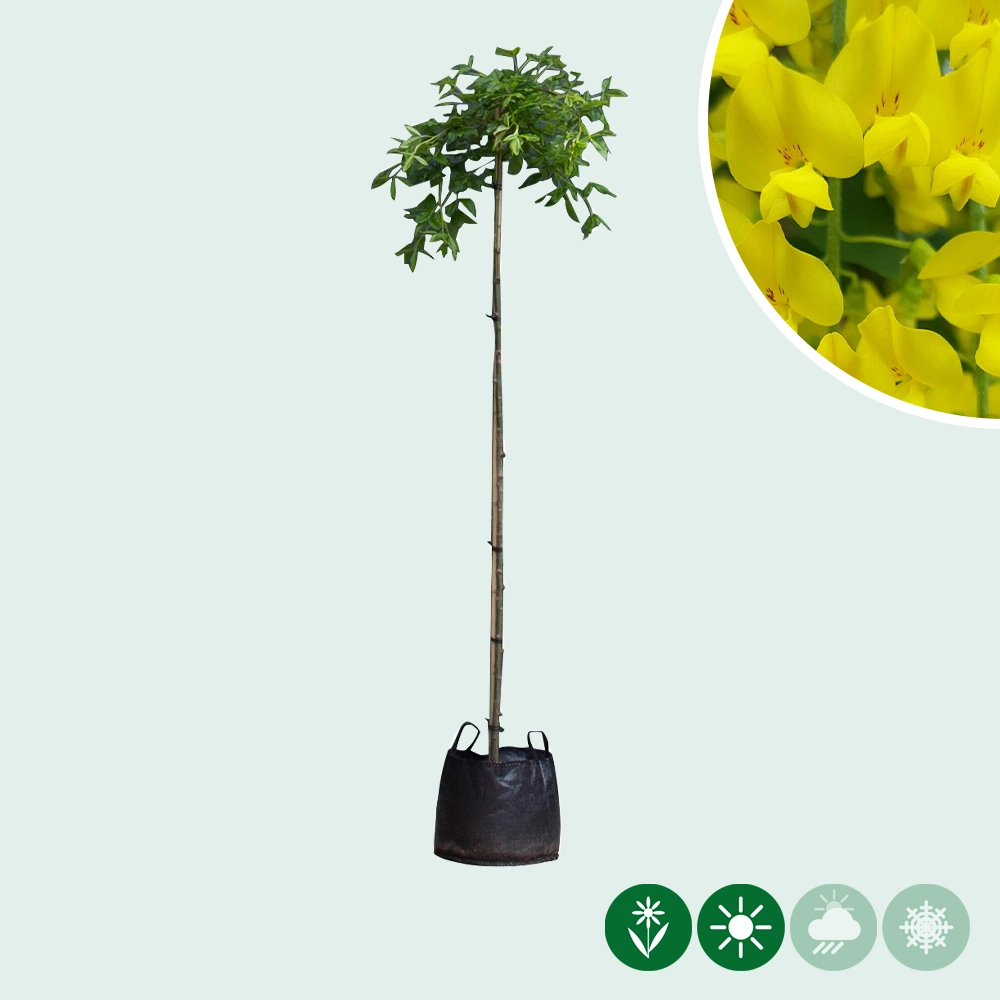 Hängender Goldregen kaufen | Laburnum alpinum 'Pendulum'