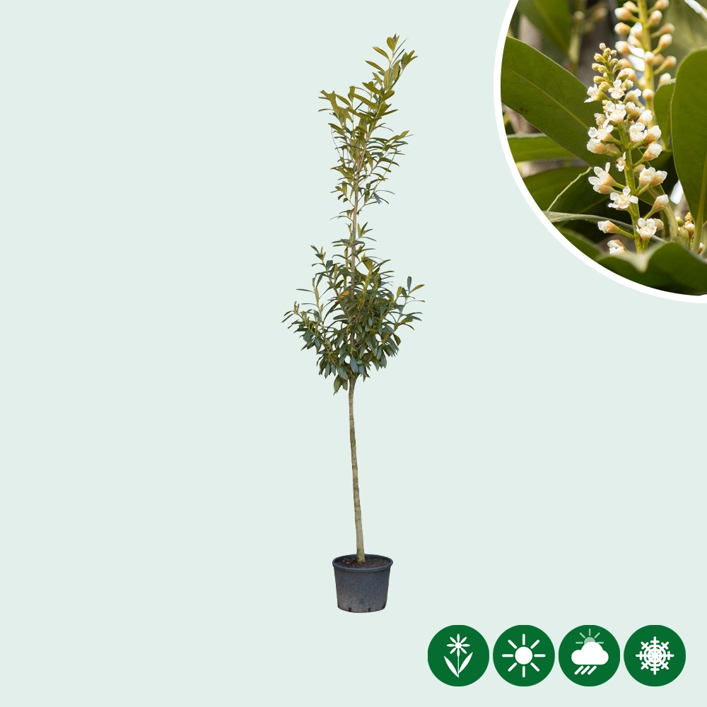 kirschlorbeer bäume Kirschlorbeer Baum | kaufen