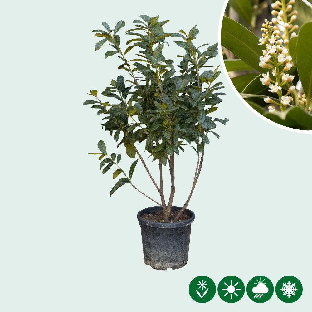 Kirschlorbeer mehrstaemmig kaufen | Prunus laurocerasus