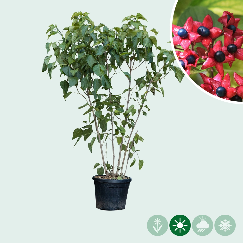 losbaum zimmerpflanze kaufen Losbaum mehrstämmig kaufen | Clerodendrum trichotomum