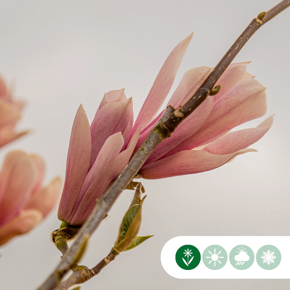 Magnolie 'Heaven Scent'