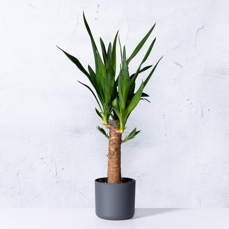 Palmlilie 1-stämmig kaufen | Yucca 'Elephantipes'