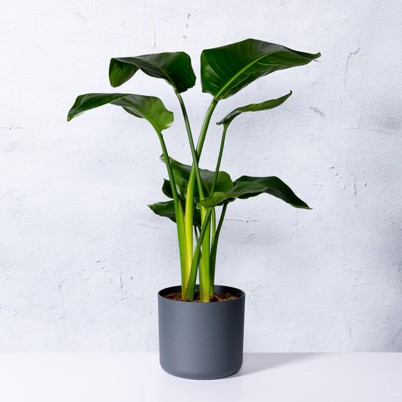 Paradiesvogelblume kaufen | Strelitzia 'Nicolai'