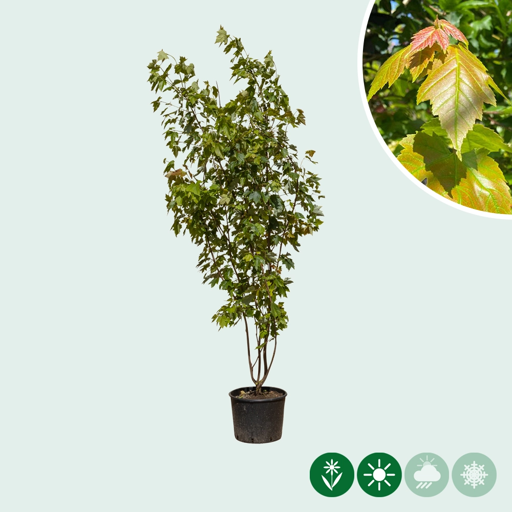 Rot-Ahorn 'October Glory' mehrstmmig kaufen | Acer rubrum | Gartencenter.de