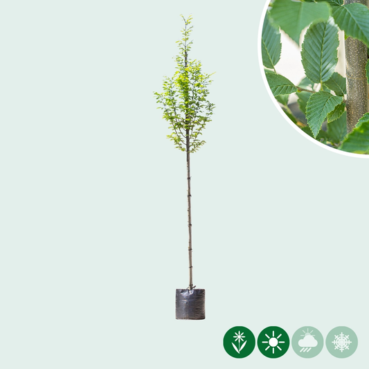 Säulen-Hainbuche Hochstamm