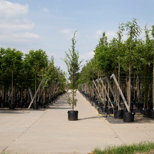 Säulen-Hainbuche Spindelbusch
