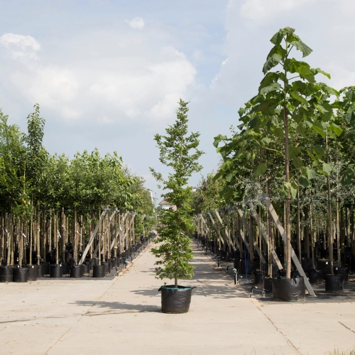 Säulen-Rotbuche kaufen | Fagus sylvatica