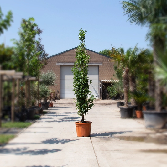 Säulen-Japanische Storaxbaum