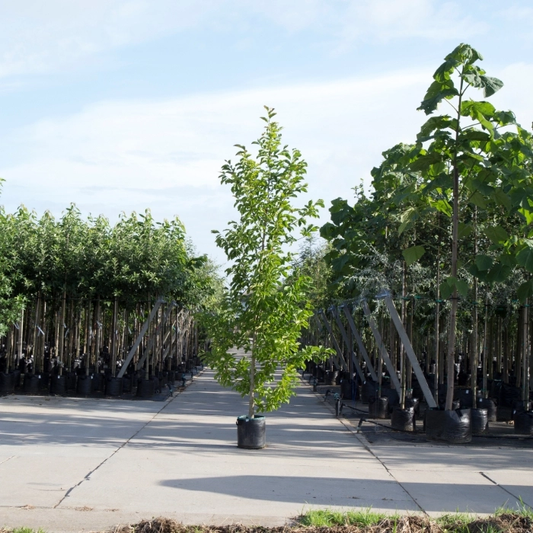 Säulen-Magnolie kobus