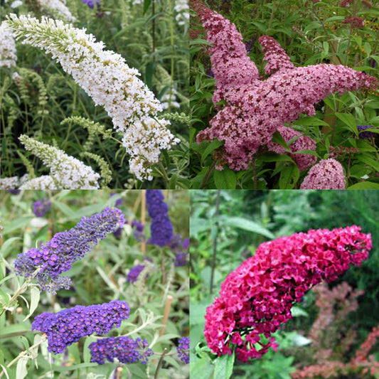 Schmetterlingsstrauch 4 Farben Mix