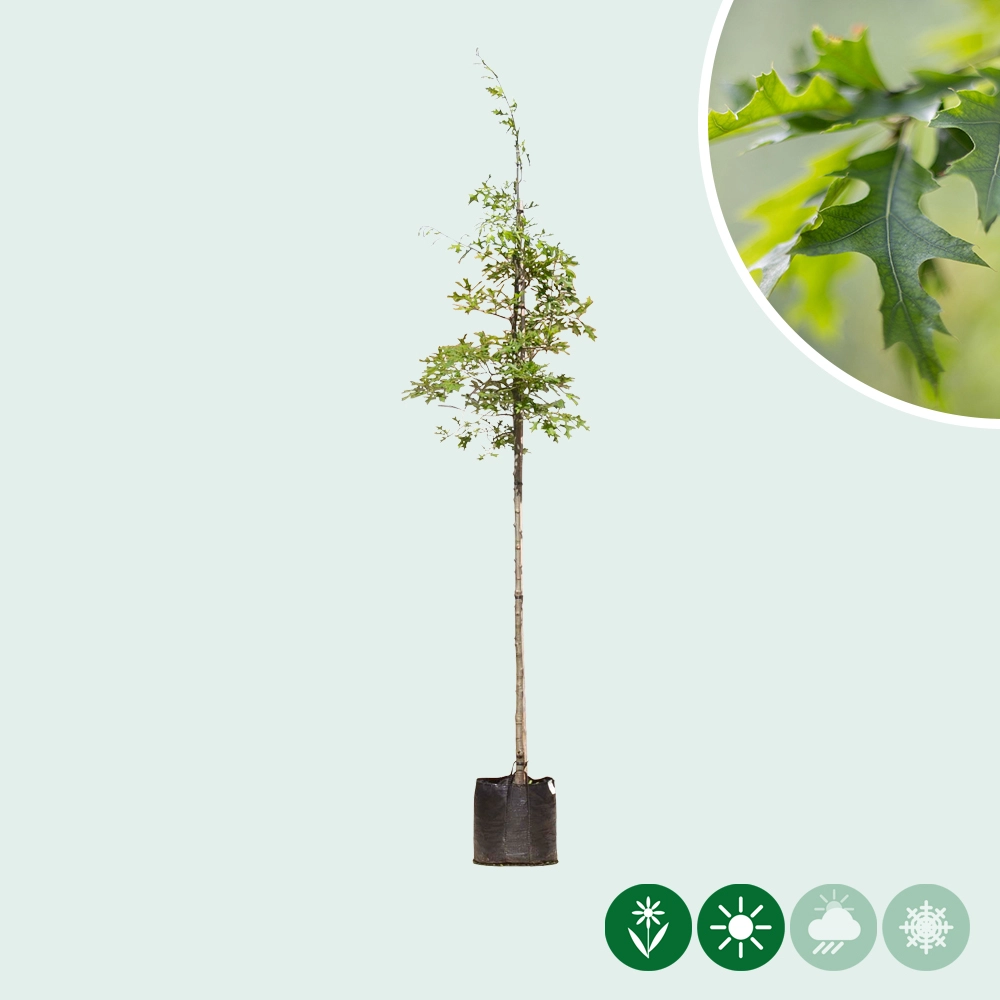 Sumpfeiche kaufen | Quercus palustris
