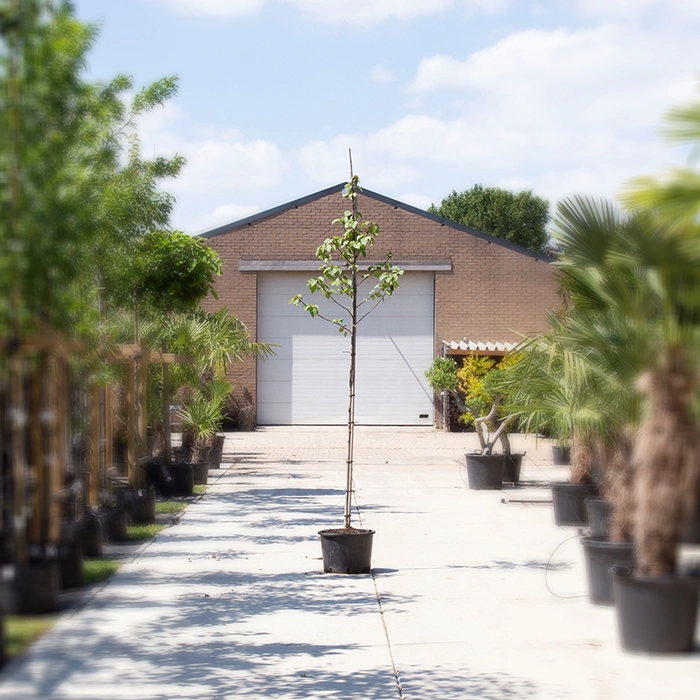 Taschentuchbaum