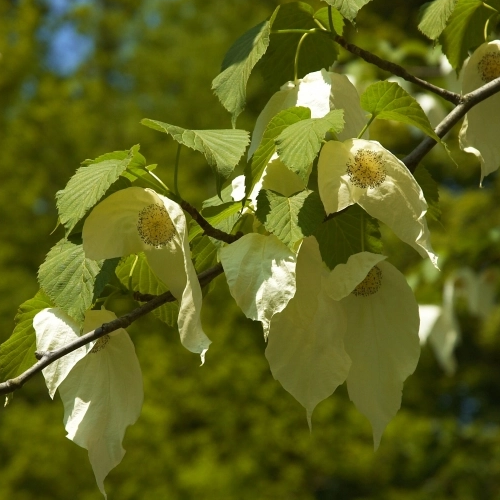 Taschentuchbaum