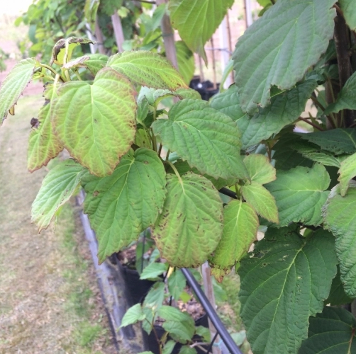 Taschentuchbaum