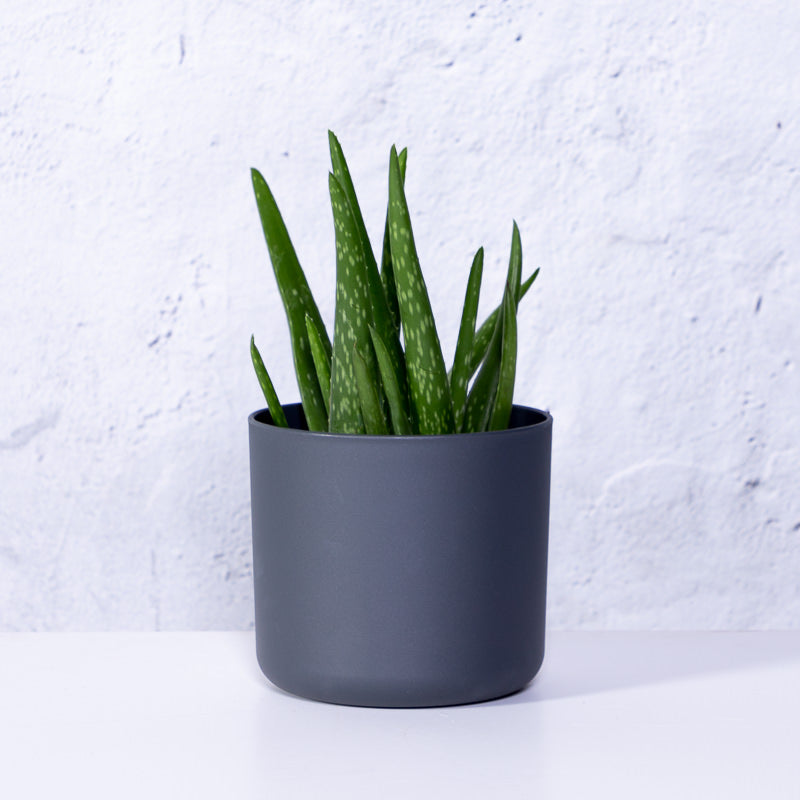 Aloe Vera | kaufen