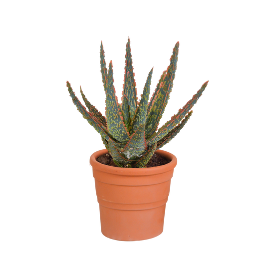 Aloe zebrina Dannyz im Terracotta-Topf 10,5 cm Ø