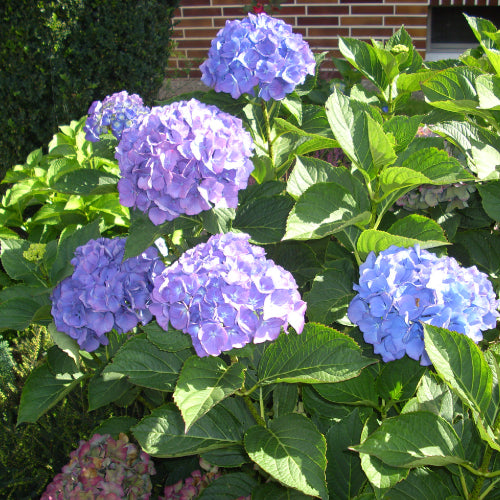 Bauernhortensie blau