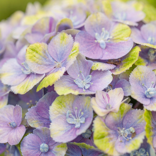 Bauernhortensie 'Magical Amethyst'