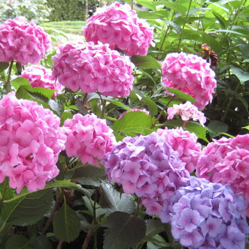 Bauernhortensie rosa kaufen | Hydrangea macrophylla
