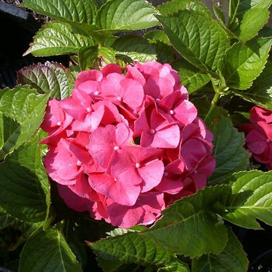 Bauernhortensie Rot